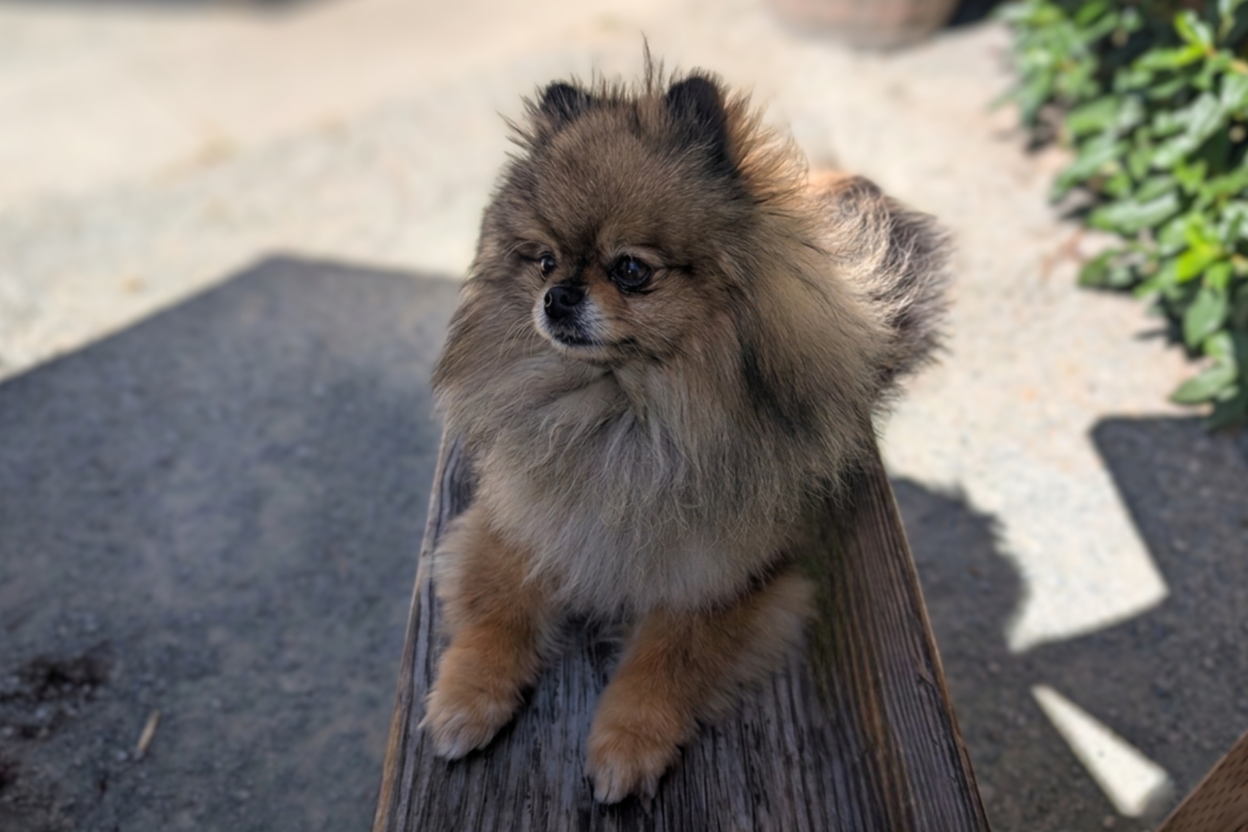 Pomeranian with a natural scissor trim, full double coat intact, no clippers.