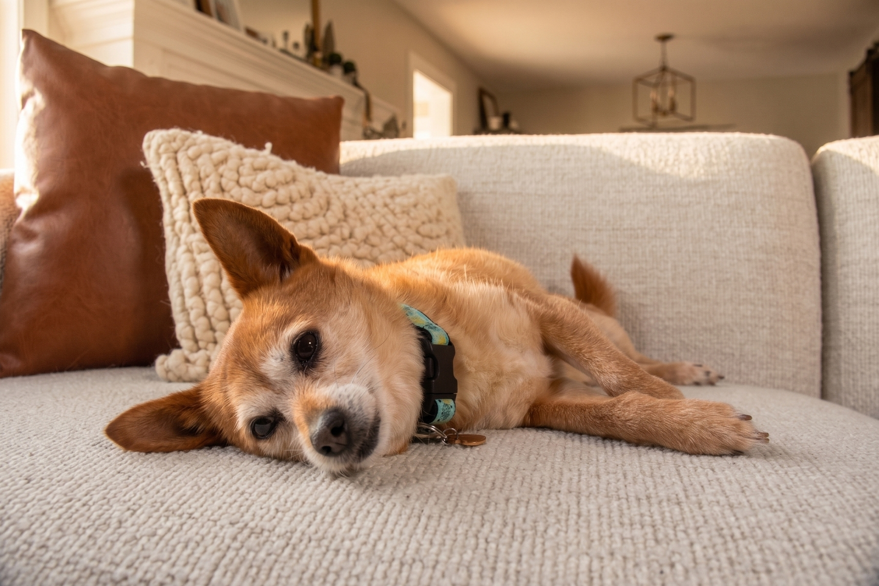 Senior Pomeranian mix with a graying muzzle lying on her side on a light bouclé couch in warm afternoon light