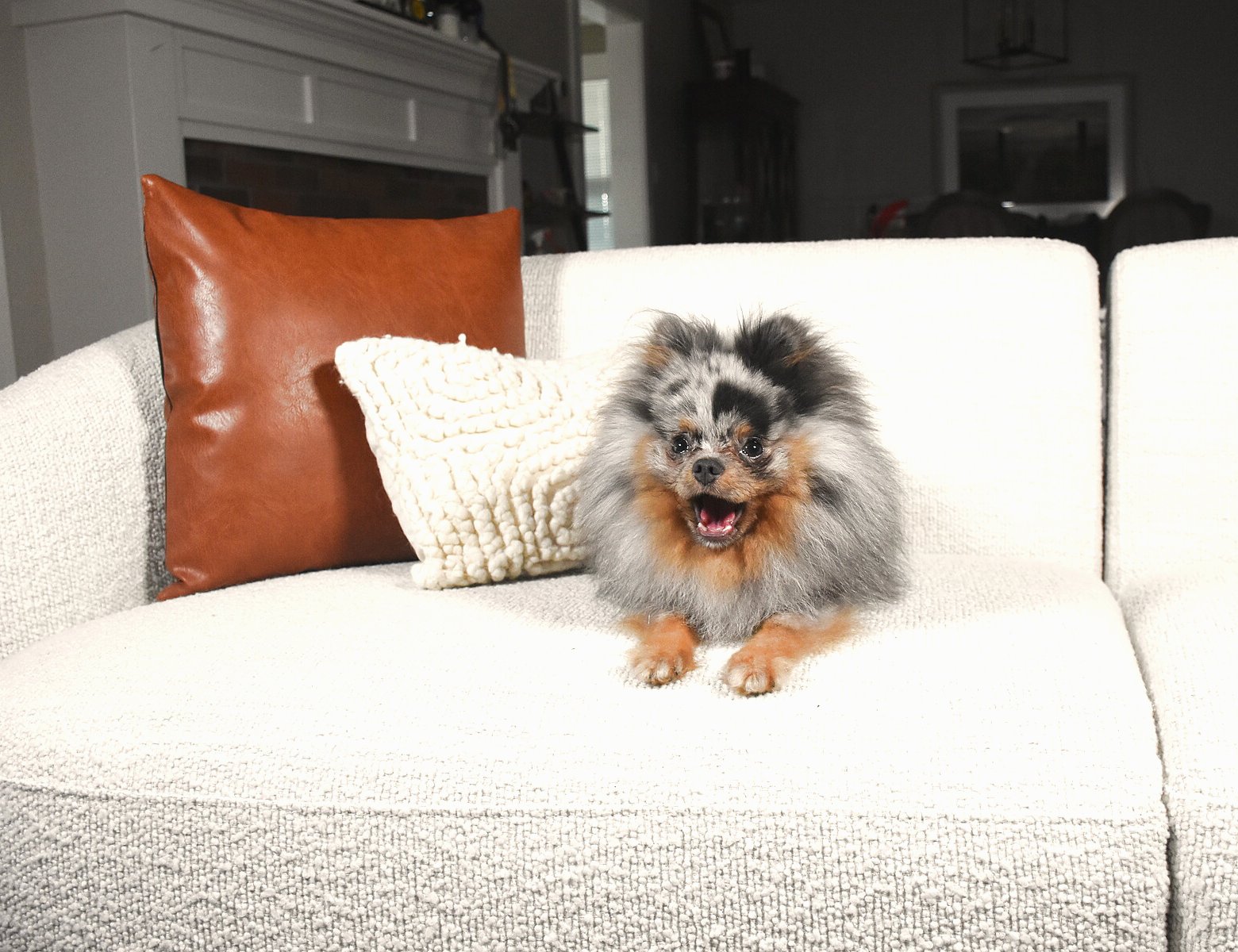 Merle Pomeranian at 9 months on a white couch with his adult double coat visibly growing in