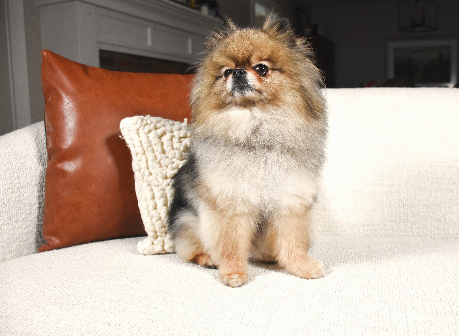 Wolf sable Pomeranian adult sitting on a couch in a finished full double coat with complete ruff