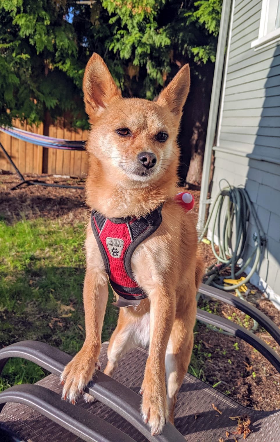 Pomeranian mix at around 6 years old in a red harness outdoors, coat at full adult color