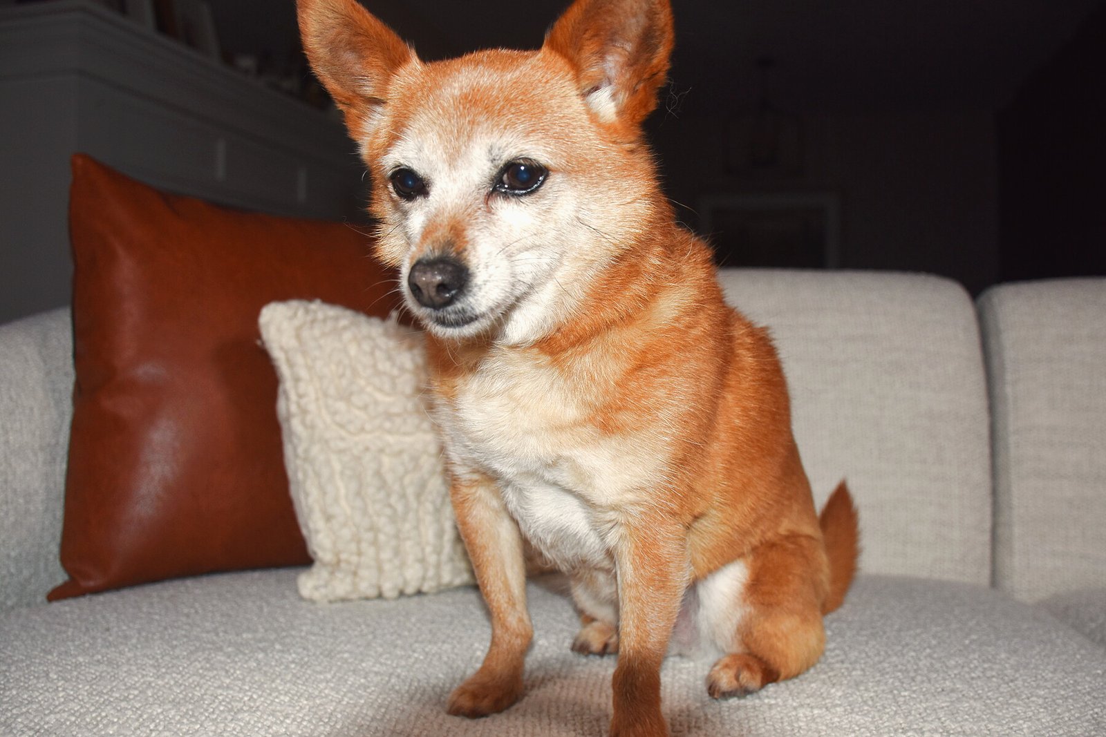 Senior Pomeranian mix at 10 years old sitting on a couch, with a graying face and short smooth coat