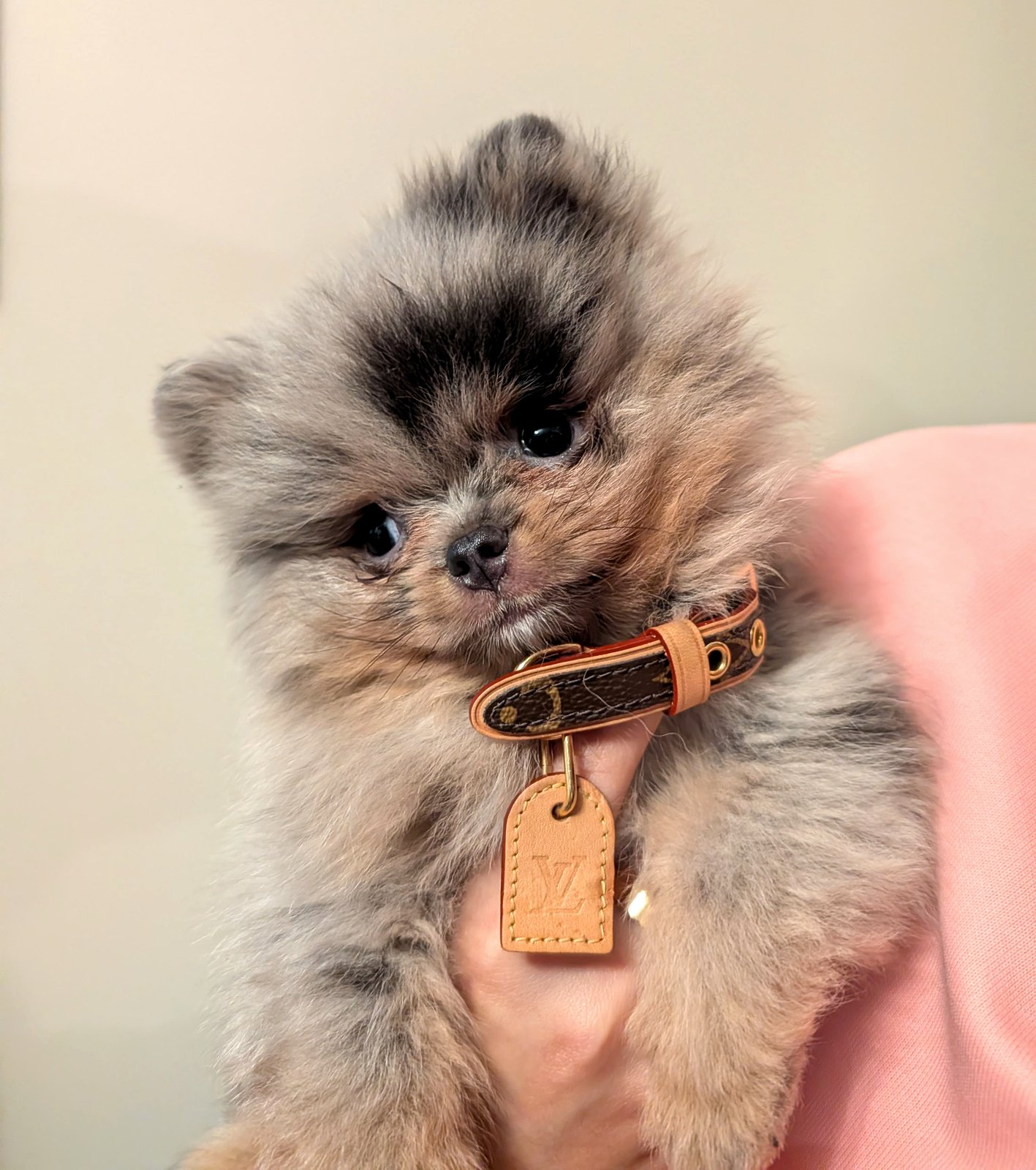Merle Pomeranian puppy held up at about 8 weeks, showing the soft single-layer puppy coat