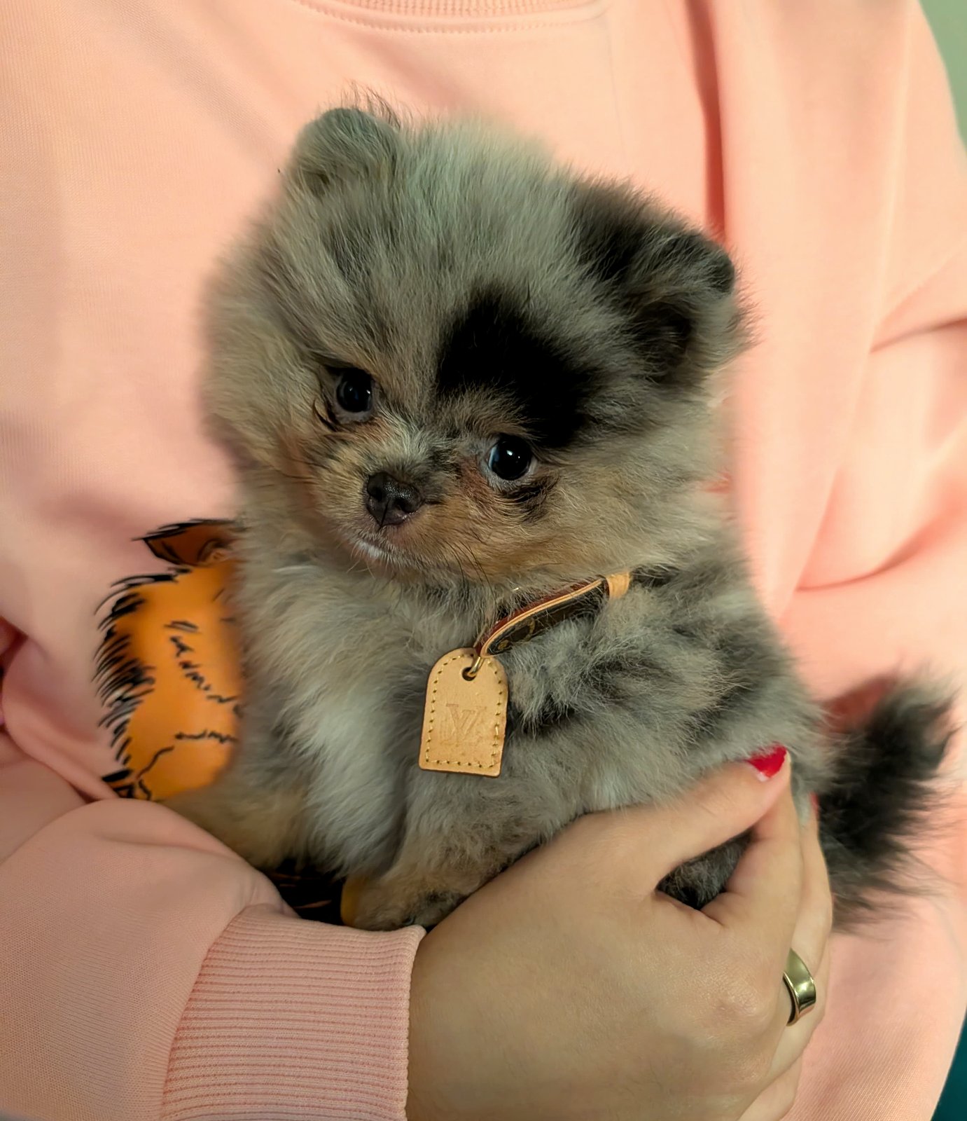Merle Pomeranian puppy at about 8 weeks in full puppy coat, cradled in his owner's arms