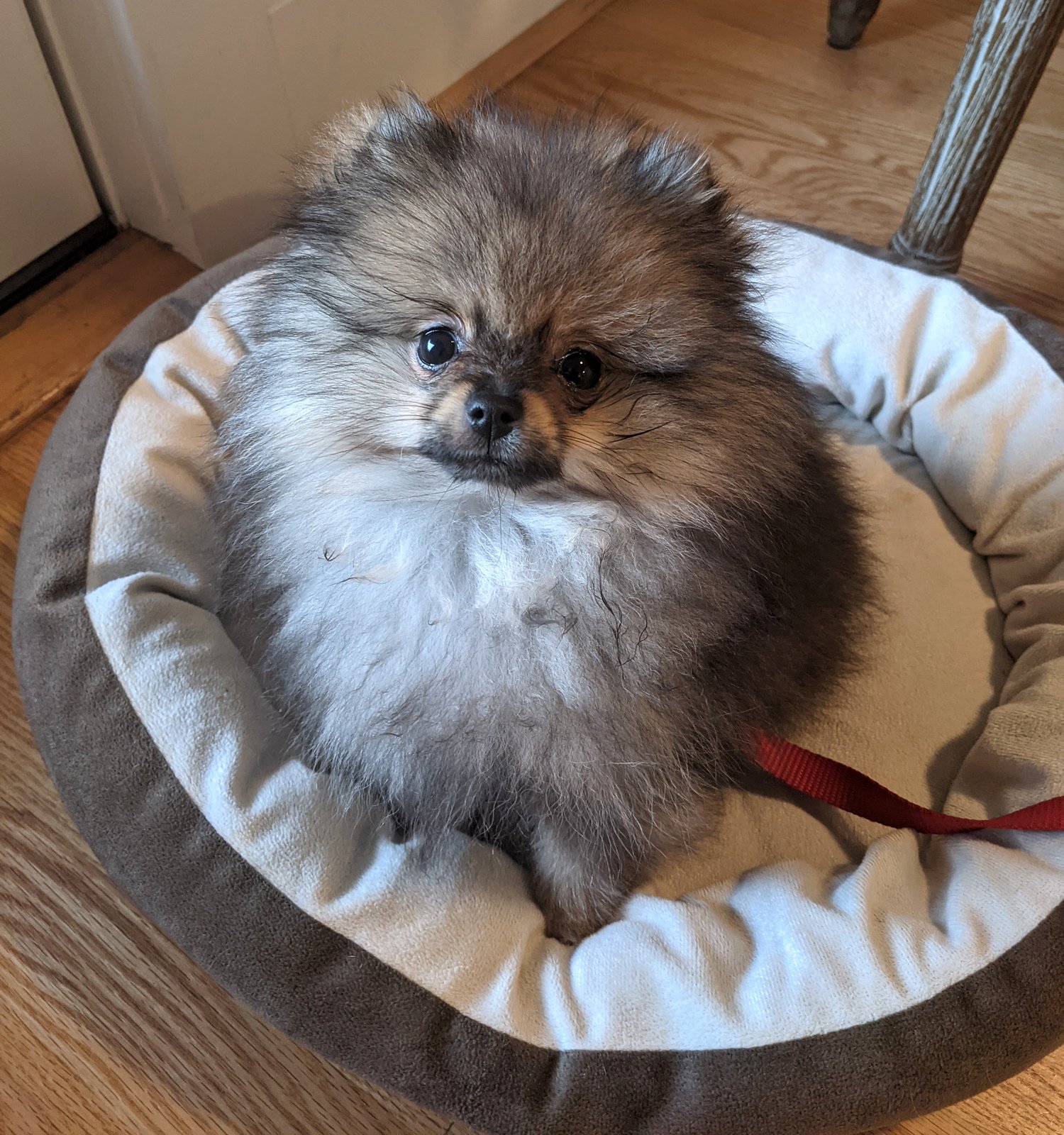 Sable Pomeranian puppy in his puppy coat sitting upright in a donut bed
