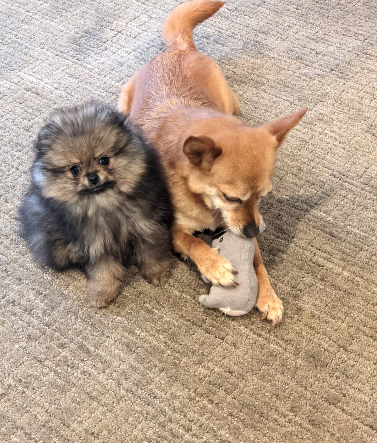 Fluffy Pomeranian puppy sitting beside a smooth-coated adult dog on carpet, showing the difference between a puppy coat and a short adult coat