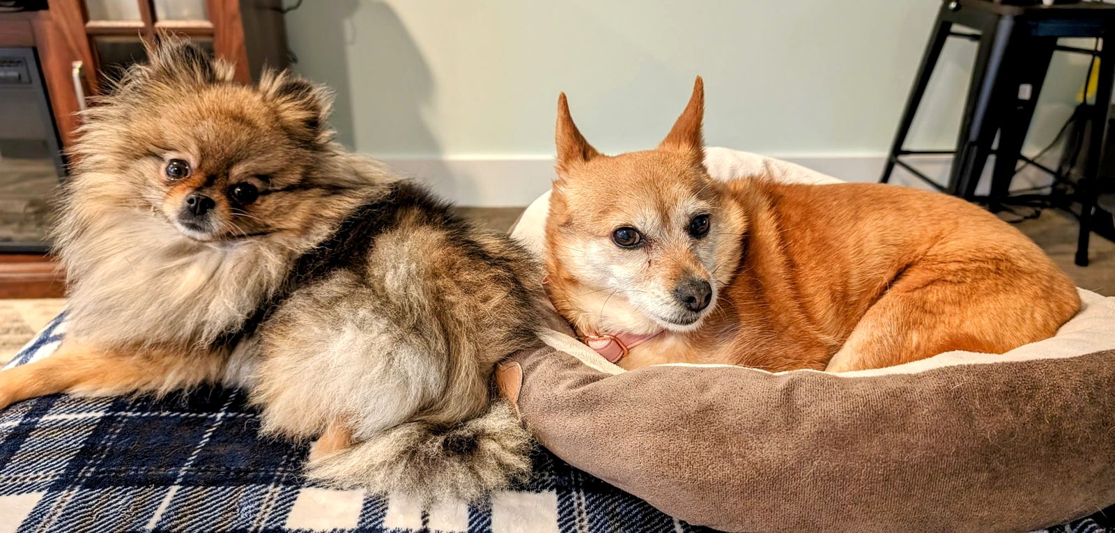 Full-coated Pomeranian lying beside a smooth-coated Pomeranian mix on dog beds, two coat types side by side
