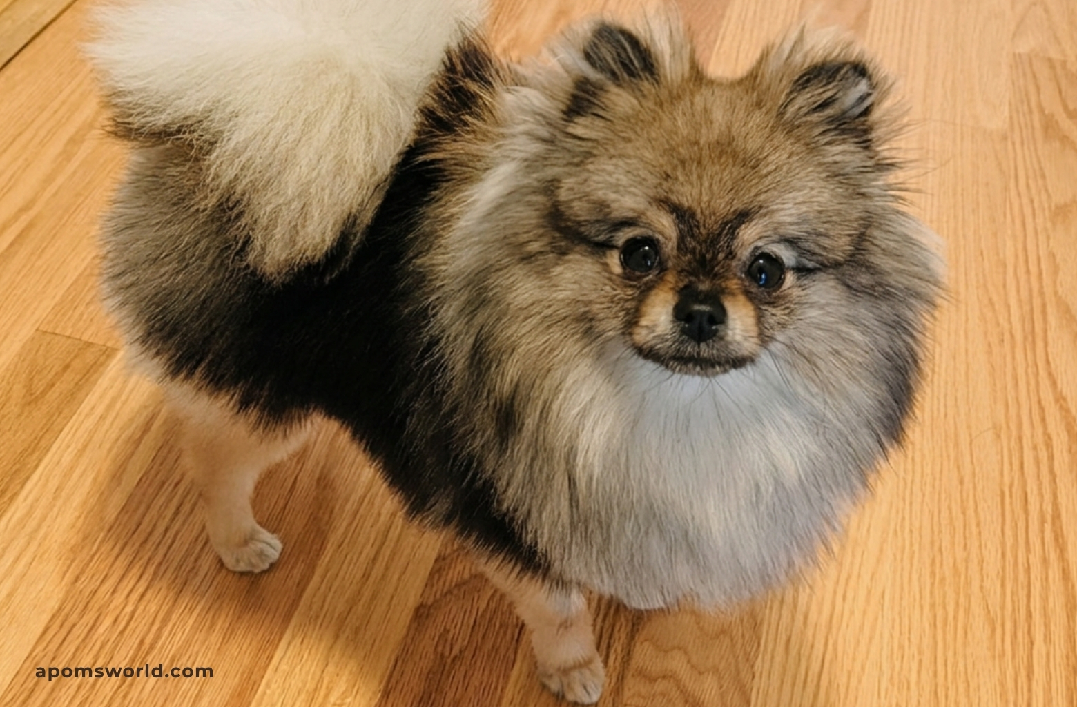 Adult Pomeranian double coat after puppy uglies, wolf sable