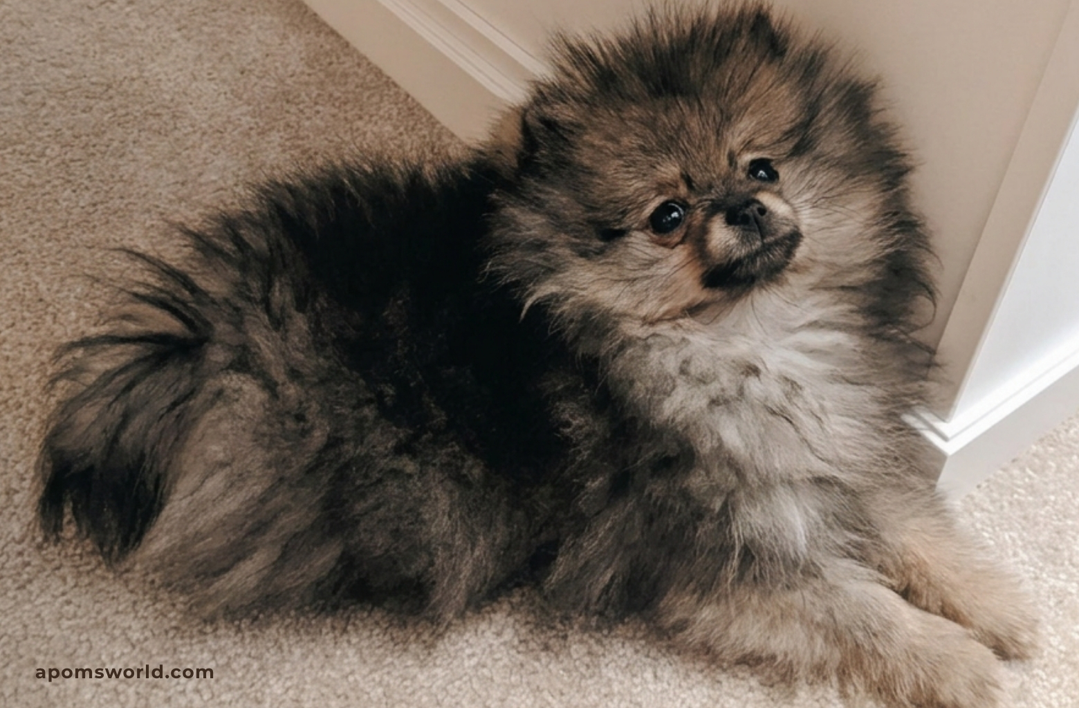 Pomeranian puppy coat before puppy uglies, 3 months old