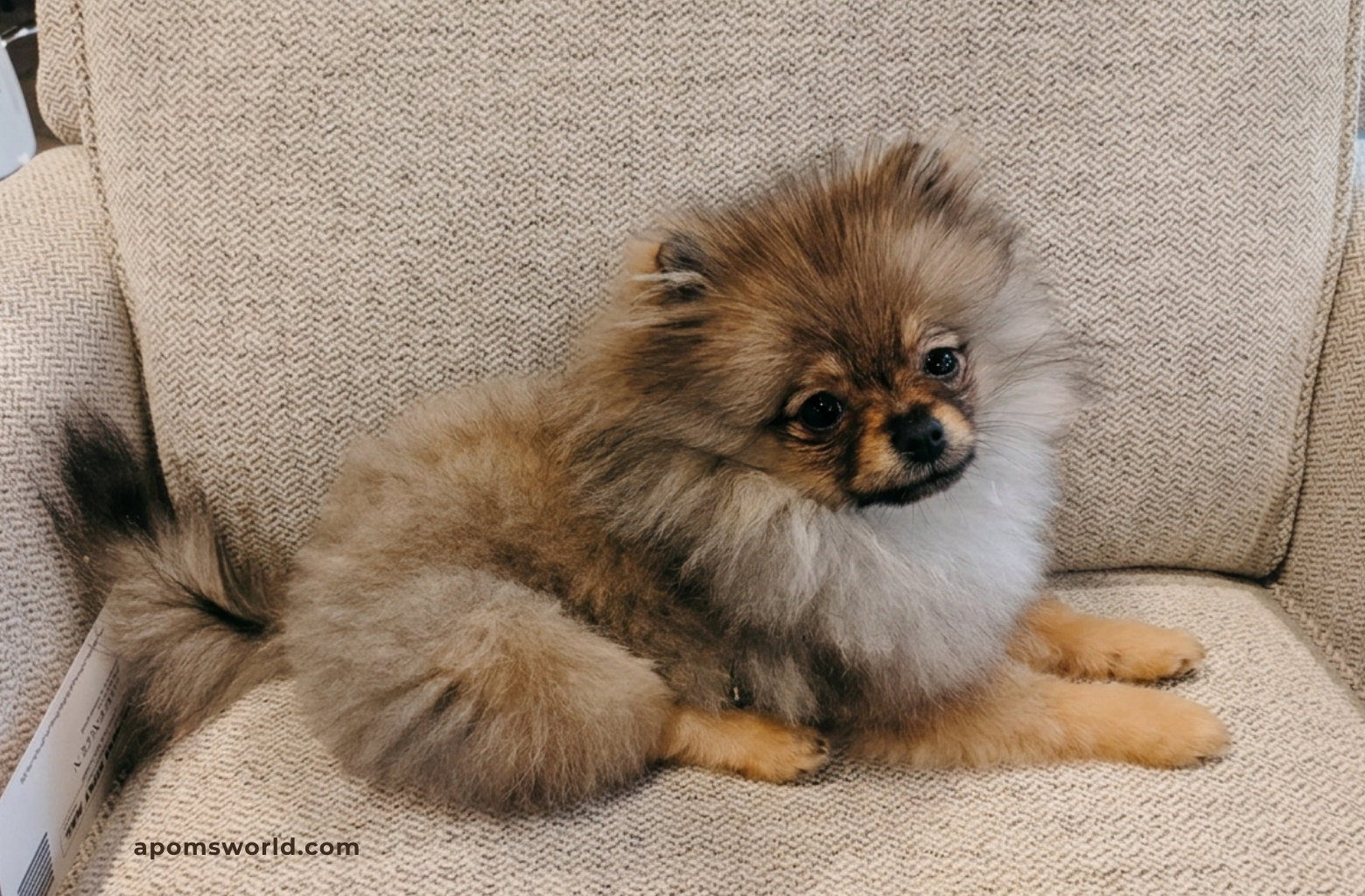 Pomeranian puppy uglies at 5 months, early coat thinning