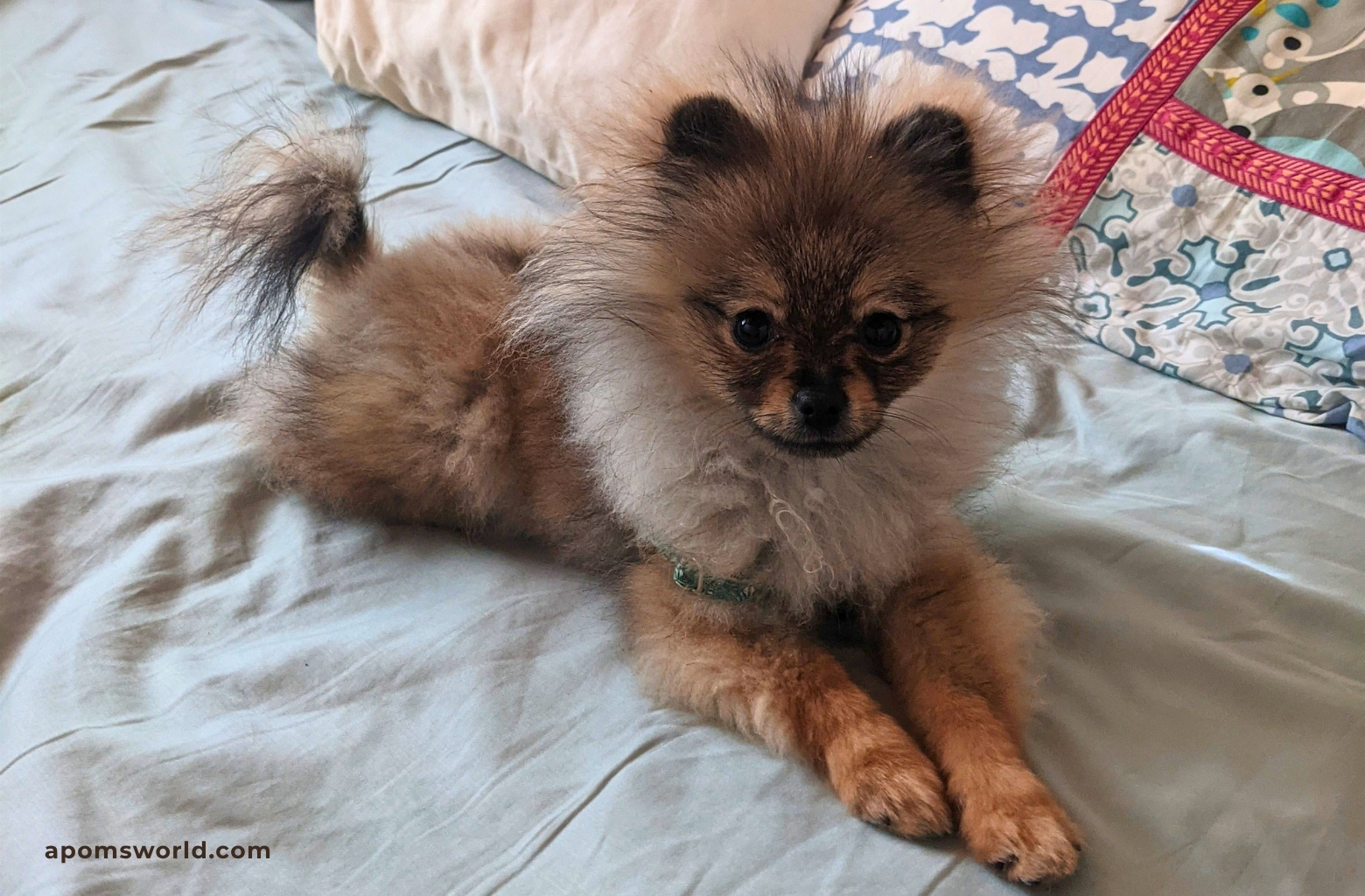 Pomeranian ugly stage at 7 months, patchy coat