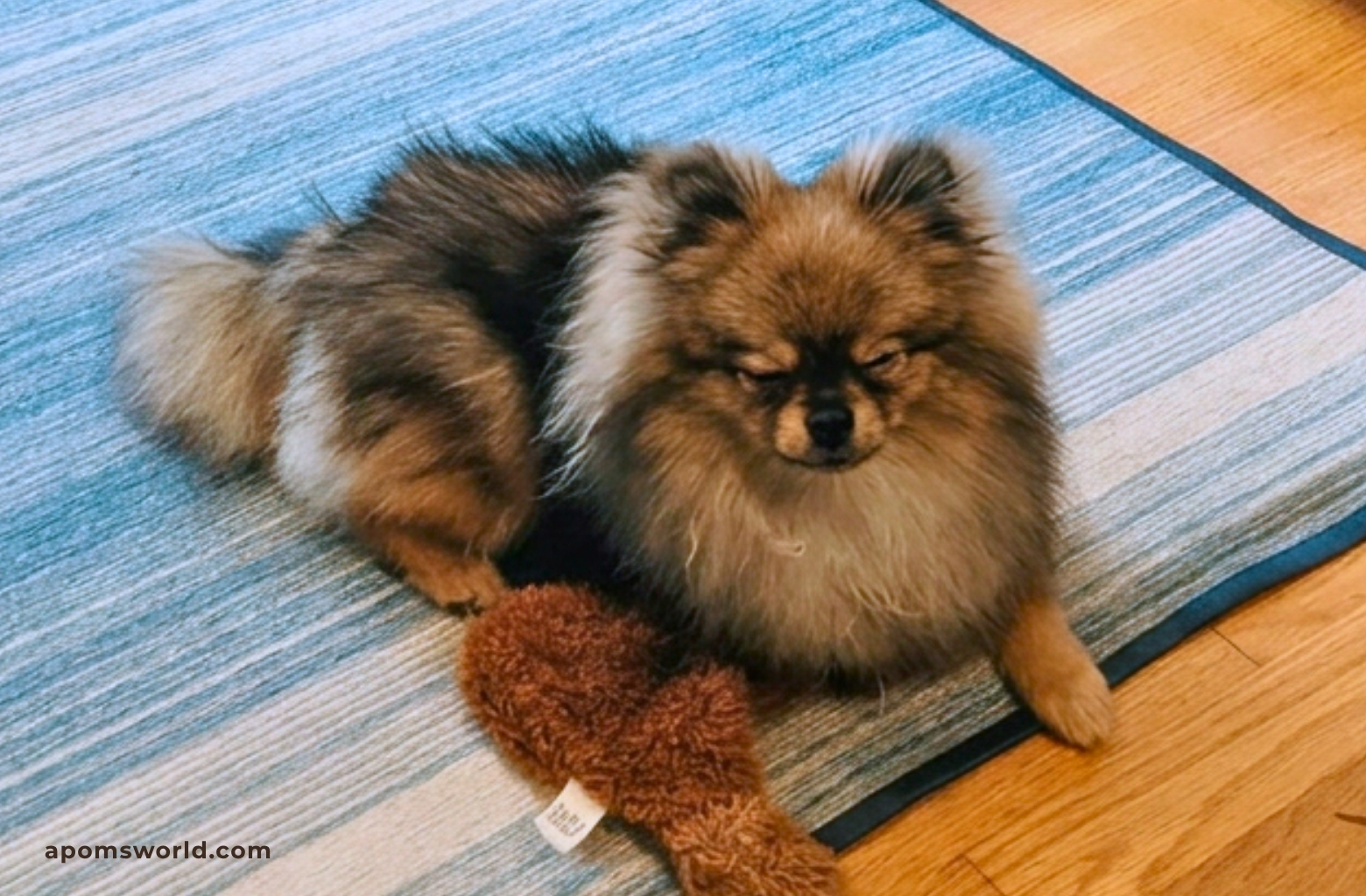 Pomeranian adult coat growing in at 9 months after puppy uglies